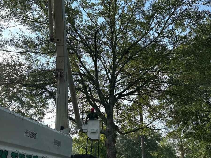 El Costeño Tree Service LLC